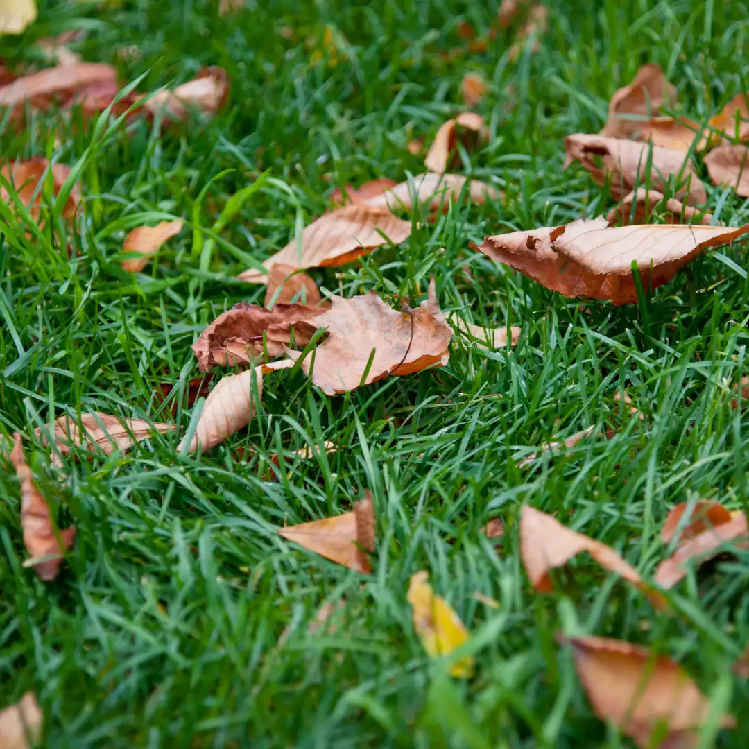 Verdant Garden Services - Gardening, Commercial Maintenance and Landscaping Services in Sussex and Surrey.